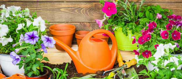Affordable gardening - garden tools and plants